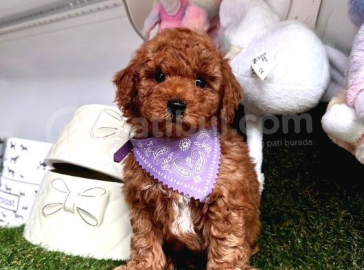 Kucak Dolusu Toy Poodle Yavrular