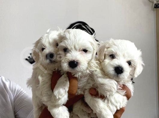 Mükemmel Kalitede Maltese Bebekler görsel