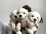 Mükemmel kalitede maltese bebekler