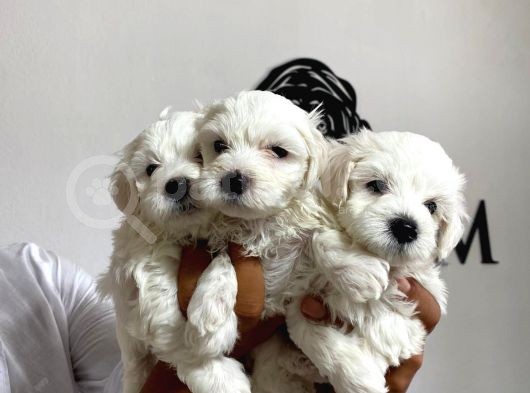 Mükemmel Kalitede Maltese Bebekler
