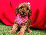 Kucak Dolusu Toy Poodle Yavrular