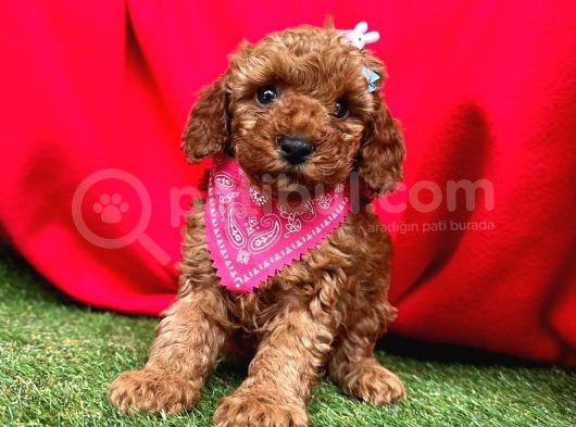 Kucak Dolusu Toy Poodle Yavrular görsel