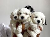 Mükemmel Kalitede Maltese Bebekler