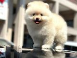 EN SEVİMLİ VE DOST CANLISI YUMUŞACIK TÜYLÜ POMERANİAN BOO