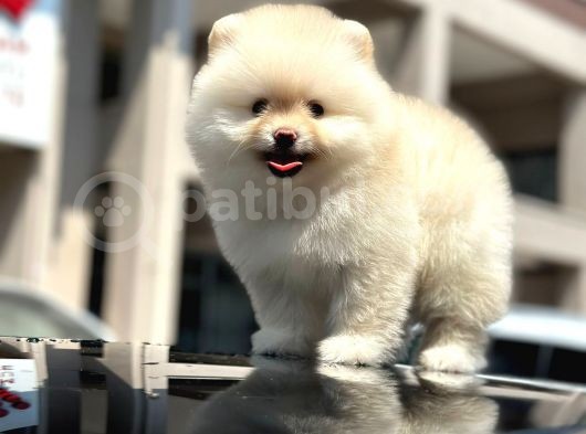 En Sevi̇mli̇ Ve Dost Canlisi Yumuşacik Tüylü Pomerani̇an Boo