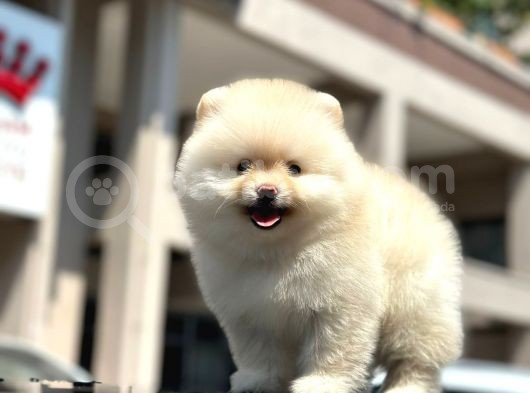 En Sevi̇mli̇ Ve Dost Canlisi Yumuşacik Tüylü Pomerani̇an Boo görsel