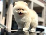 En Sevi̇mli̇ Ve Dost Canlisi Yumuşacik Tüylü Pomerani̇an Boo