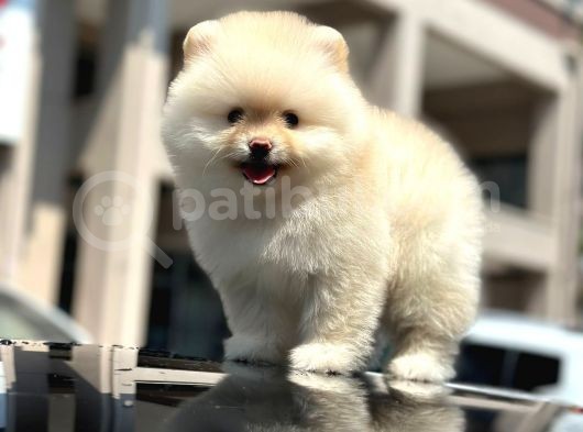 En Sevi̇mli̇ Ve Dost Canlisi Yumuşacik Tüylü Pomerani̇an Boo görsel