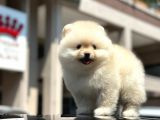 En Sevi̇mli̇ Ve Dost Canlisi Yumuşacik Tüylü Pomerani̇an Boo