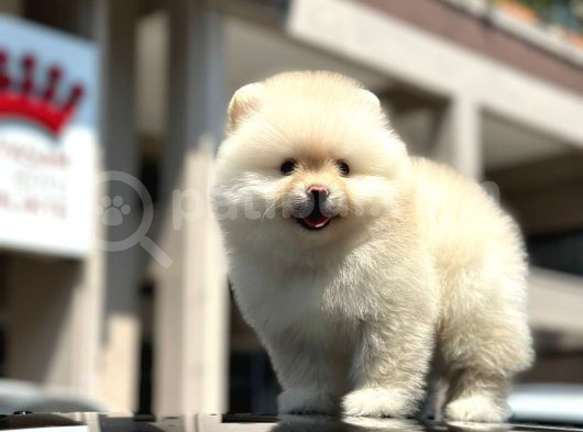 En Sevi̇mli̇ Ve Dost Canlisi Yumuşacik Tüylü Pomerani̇an Boo görsel