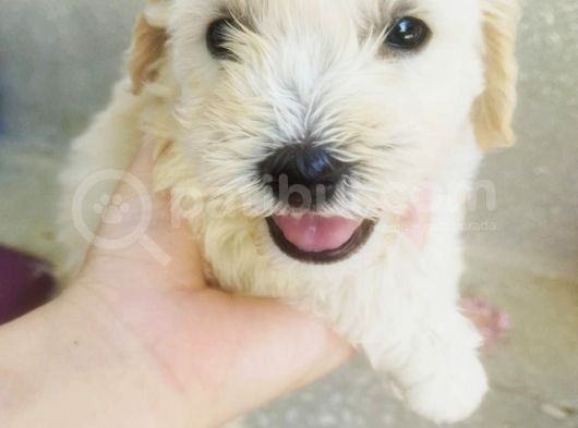 A Kalite Terrier Yavrular Irk Garantili görsel