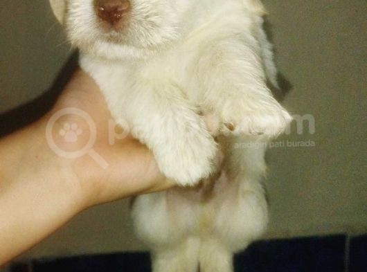 A Kalite Terrier Yavrular Irk Garantili görsel