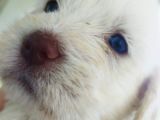 A kalite Terrier Yavrular Irk Garantili