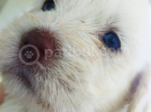 A Kalite Terrier Yavrular Irk Garantili