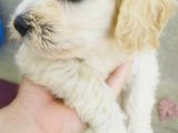A Kalite Terrier Yavrular Irk Garantili