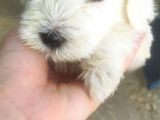 A Kalite Terrier Yavrular Irk Garantili