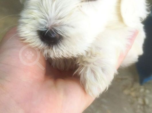 A Kalite Terrier Yavrular Irk Garantili görsel