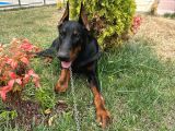 KULAK KUYRUK ESTETİKLİ ERKEK DOBERMAN YAVRU