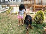 Kulak Kuyruk Esteti̇kli̇ Erkek Doberman Yavru
