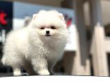 En Sevi̇mli̇ Ve Oyuncu Mi̇ni̇ Boy Bembeyaz Pomerani̇an Boo