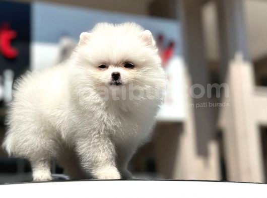 En Sevi̇mli̇ Ve Oyuncu Mi̇ni̇ Boy Bembeyaz Pomerani̇an Boo görsel