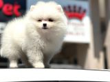 En Sevi̇mli̇ Ve Oyuncu Mi̇ni̇ Boy Bembeyaz Pomerani̇an Boo