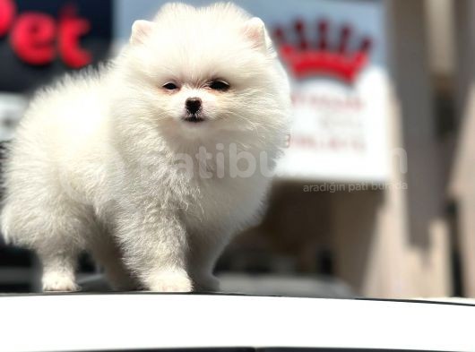 En Sevi̇mli̇ Ve Oyuncu Mi̇ni̇ Boy Bembeyaz Pomerani̇an Boo görsel