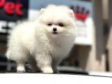 En Sevi̇mli̇ Ve Oyuncu Mi̇ni̇ Boy Bembeyaz Pomerani̇an Boo