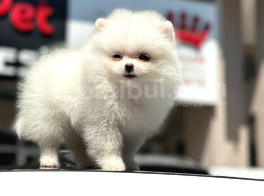 En Sevi̇mli̇ Ve Oyuncu Mi̇ni̇ Boy Bembeyaz Pomerani̇an Boo görsel