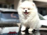 EN SEVİMLİ VE OYUNCU MİNİ BOY BEMBEYAZ POMERANİAN BOO
