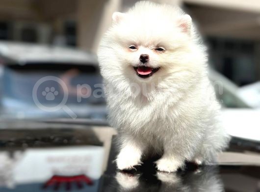 En Sevi̇mli̇ Ve Oyuncu Mi̇ni̇ Boy Bembeyaz Pomerani̇an Boo