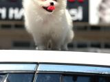 En Sevi̇mli̇ Ve Oyuncu Mi̇ni̇ Boy Bembeyaz Pomerani̇an Boo