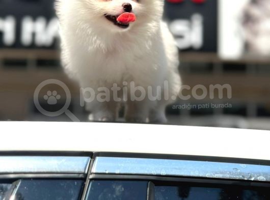 En Sevi̇mli̇ Ve Oyuncu Mi̇ni̇ Boy Bembeyaz Pomerani̇an Boo görsel