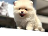 EN KÜÇÜK BOY BEMBEYAZ POMERANİAN BOO