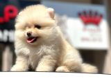 En Küçük Boy Bembeyaz Pomerani̇an Boo