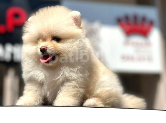 En Küçük Boy Bembeyaz Pomerani̇an Boo görsel
