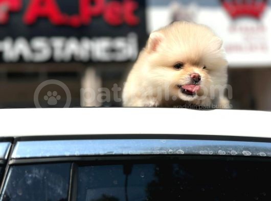 En Küçük Boy Bembeyaz Pomerani̇an Boo görsel