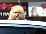 En Küçük Boy Bembeyaz Pomerani̇an Boo