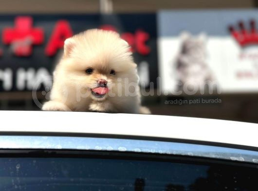 En Küçük Boy Bembeyaz Pomerani̇an Boo görsel