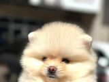 En Küçük Boy Bembeyaz Pomerani̇an Boo