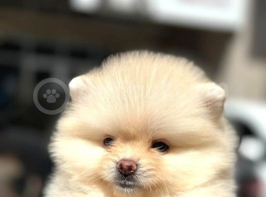 En Küçük Boy Bembeyaz Pomerani̇an Boo görsel