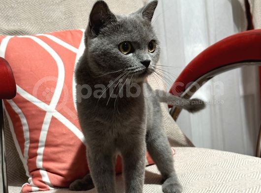 Acil Sahiplendirme görsel
