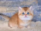 Golden British Shorthair