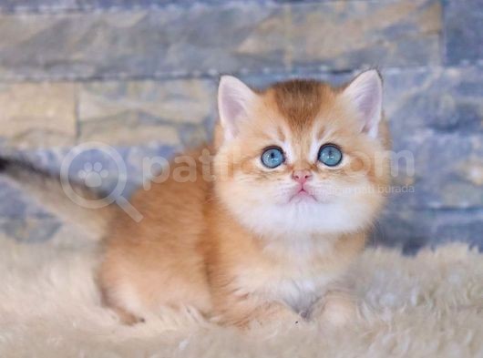 Golden British Shorthair görsel