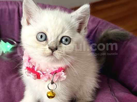 Uyguna Dişi Silverpoint Boncuk Bebeğim görsel