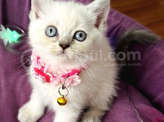 Uyguna Dişi Silverpoint Boncuk Bebeğim görsel