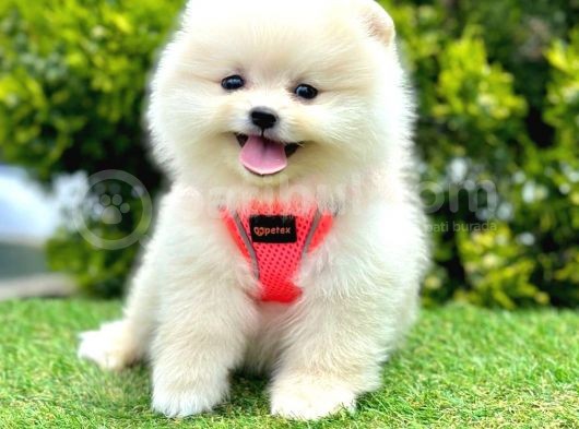 Safkan Pomeranian Boo Yavrularımız görsel