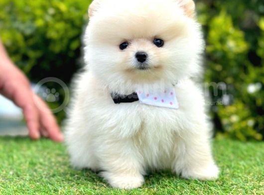 Safkan Pomeranian Boo Yavrularımız