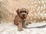 En Sevi̇mli̇ Toy Poodle Di̇şi̇ Yavru