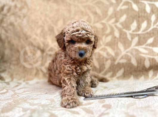 En Sevi̇mli̇ Toy Poodle Di̇şi̇ Yavru görsel